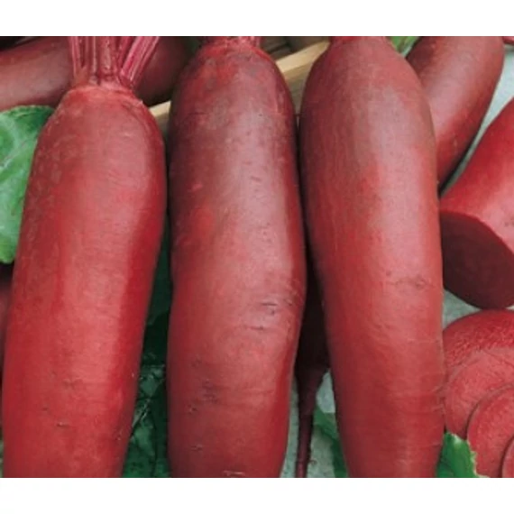 Cékla vetőmag  50 g Cylindra  / Réde 