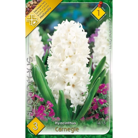 Jácint virághagyma  3 db/csom Hyacinthus Carnegie  1 -es árcs. 