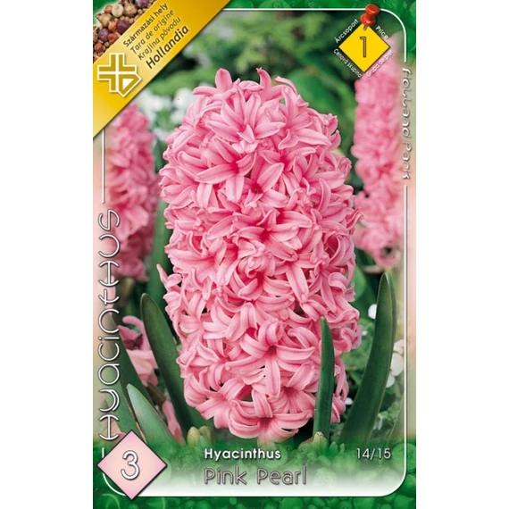 Jácint virághagyma  3 db/csom Hyacinthus Pink Pearl  1 -es árcs. 