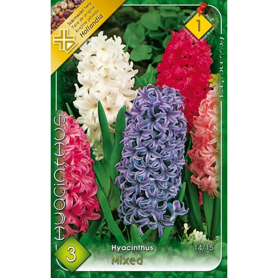 Jácint virághagyma  3 db/csom Hyacinthus Mixed  1 -es árcs. 