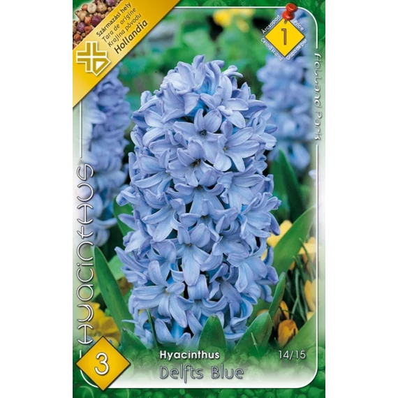 Jácint virághagyma  3 db/csom Hyacinthus Delfts Blue 1 -es árcs. 