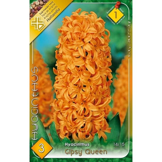 Jácint virághagyma 3 db/csom Hyacinthus Gipsy Queen  1 -es árcs. 