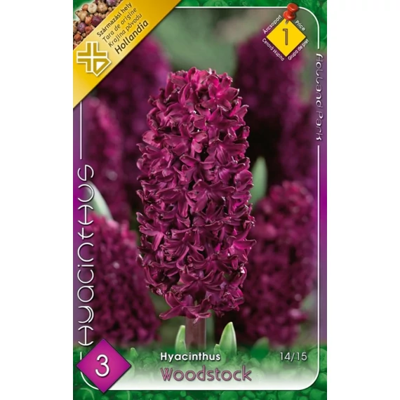 Jácint virághagyma  3 db/csom Hyacinthus Woodstock  1 -es árcs. 