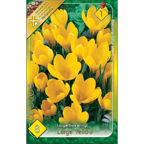 Krókusz virághagyma 8 db/csom Large Flowering Large Yellow 1 -es árcs. 