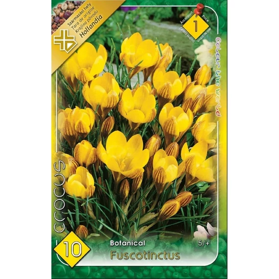 Krókusz virághagyma 10 db/csom Botanical Fuscotinctus 1 -es árcs. 