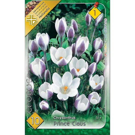 Krókusz virághagyma 10 db/csom Chrysanthus Prince Claus 1 -es árcs. 