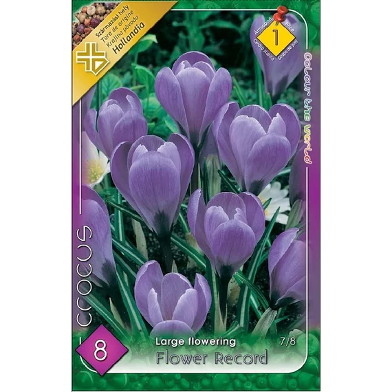 Krókusz virághagyma 8 db/csom Large Flowering Flower Record 1 -es árcs 