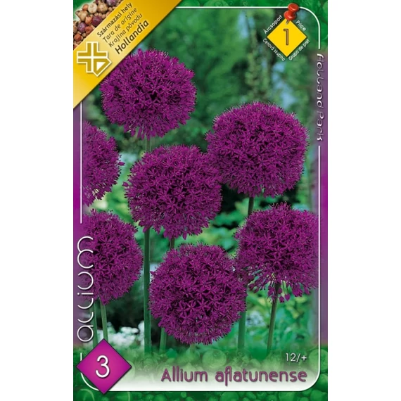 Díszhagyma virághagyma 3 db/cs Allium aflatunense 1 -es árcs. 