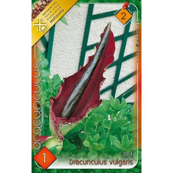Dracunculus virágh.  1 db/csom Dracunculus Vulgaris 2 -es árcs. 
