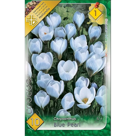 Krókusz virághagyma 10 db/csom Chrysanthus Blue Pearl  1 -es árcs 