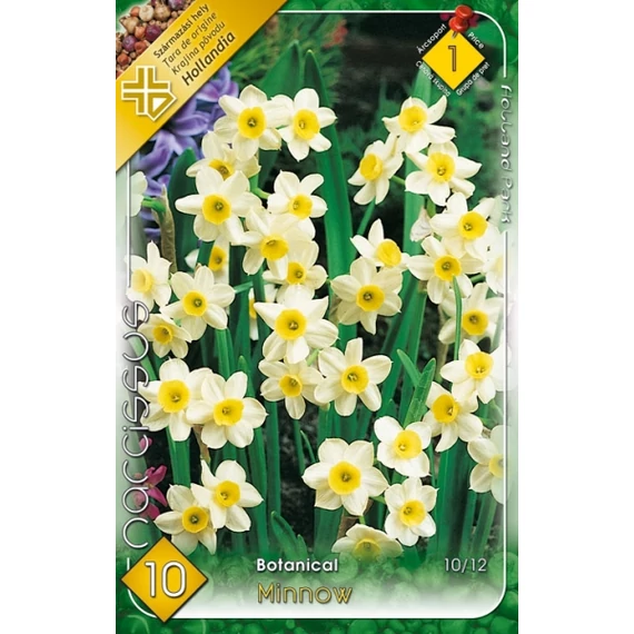Nárcisz virághagyma 10 db/csom Narcissus Minnow  1 -es árcs 