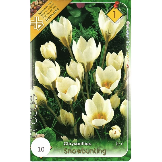 Krókusz virághagyma 10 db/csom Chrysanthus snowbunting 1 -es árcs 