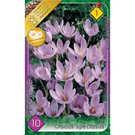 Krókusz virághagyma 10 db/csom Crocus Speciosus 1 -es árcs 