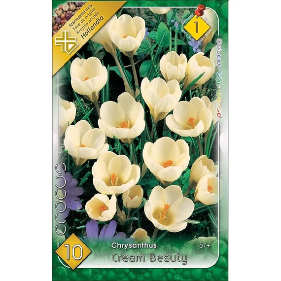 Krókusz virághagyma 10 db/csom Chrysanthus Cream Beauty  1 -es árcs 