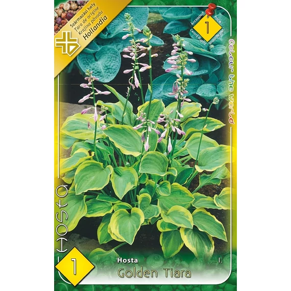 Árnyékliliom virágh. 1 db / cs Hosta / Golden Tiara 1 -es árcs. 