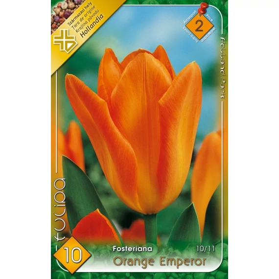 Tulipán virághagyma 10 db/csom Fosteriana Orange Emperor 2 -es árcs. 
