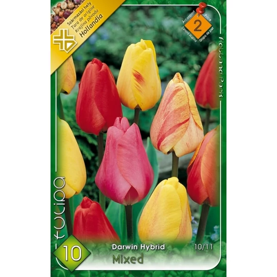 Tulipán virághagyma 10 db/csom Darwin Hybrid Mixed  2 -es árcs. 