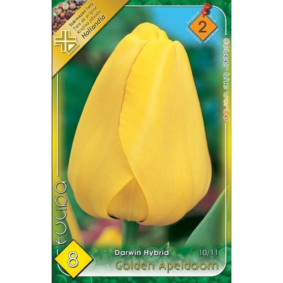 Tulipán virághagyma 8 db/csom D. H. Golden Apeldoorn  2 -es árcs. 