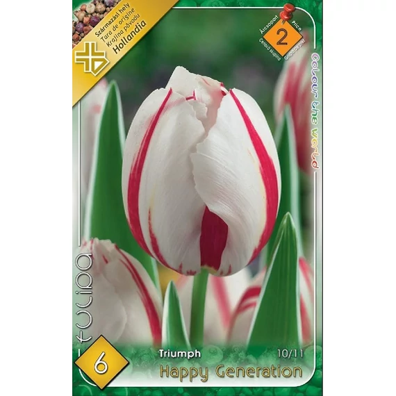 Tulipán virághagyma 6 db/csom Triumph Happy Generation  2 -es árcs. 