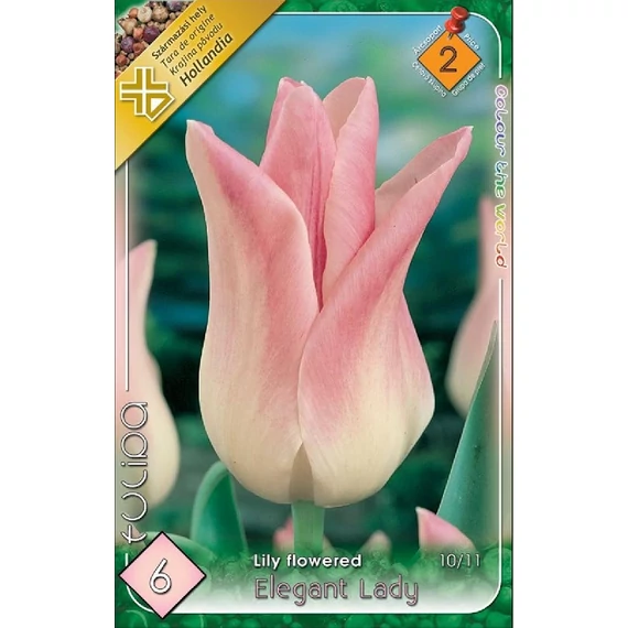 Tulipán virághagyma 6 db/csom Lily flowered Elegant Lady 2 -es árcs. 