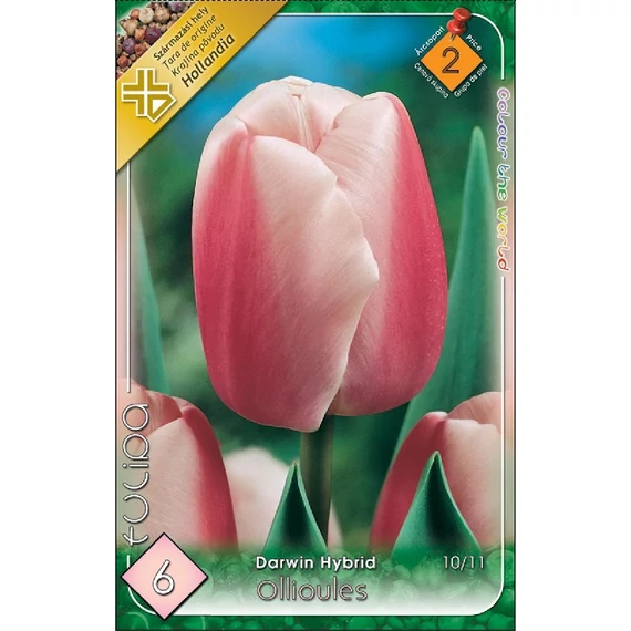 Tulipán virághagyma 6 db/csom Darwin Hybrid Ollioules  2 -es árcs. 