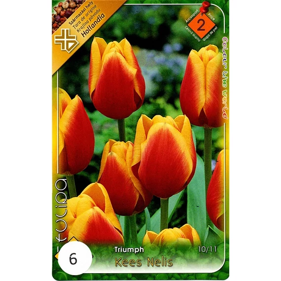 Tulipán virághagyma 6 db/csom Triumph Kees Nelis  2 -es árcs. 