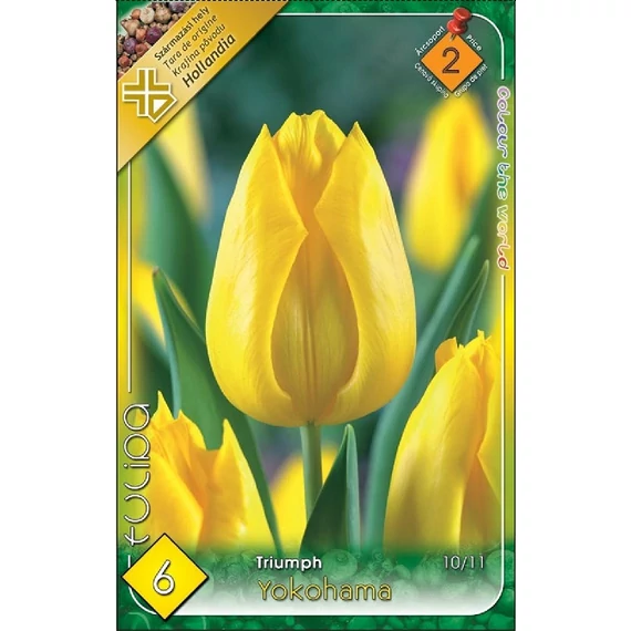 Tulipán virághagyma 6 db/csom Triumph Yokohama  2 -es árcs. 
