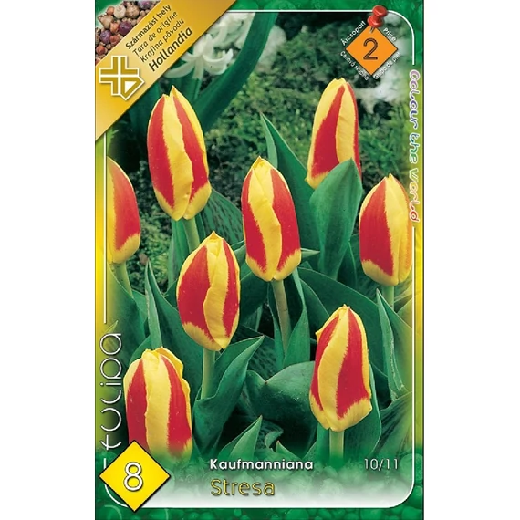 Tulipán virághagyma 8 db/csom Kaufmanniana Stresa  2 -es árcs. 