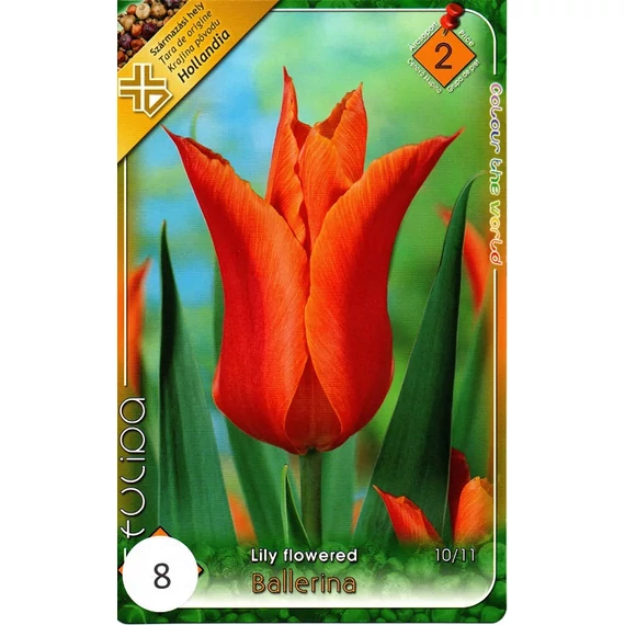 Tulipán virághagyma 8 db/csom Lily flowered Ballerina  2 -es árcs. 