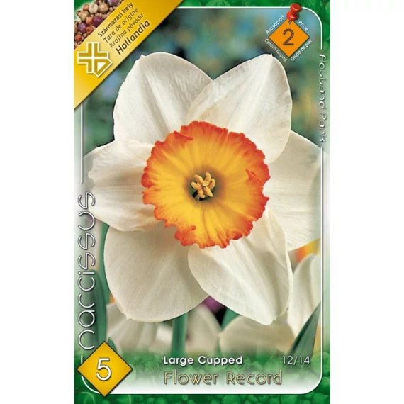 Nárcisz virághagyma 5 db/csom Large Cupped Flower Record 2 -es árcs. 
