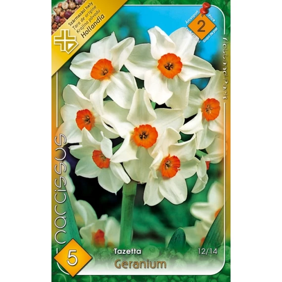 Nárcisz virághagyma 5 db/csom Tazetta Geranium  2 -es árcs. 