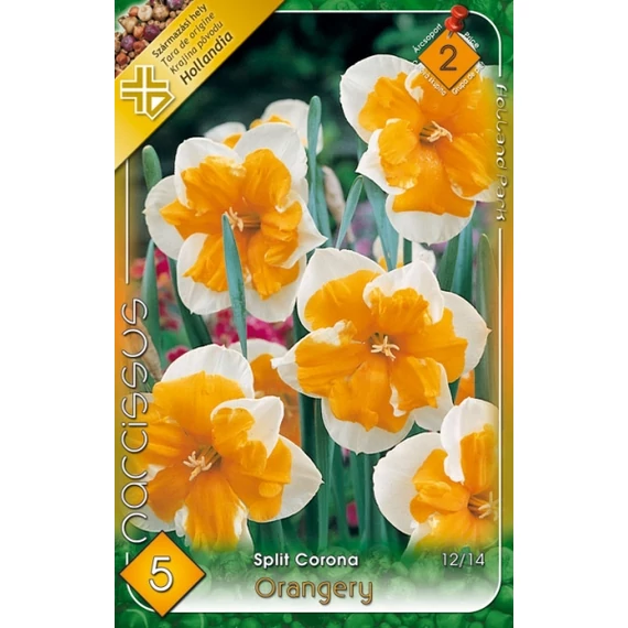 Nárcisz virághagyma 5 db/csom Split Corona Orangery  2 -es árcs. 
