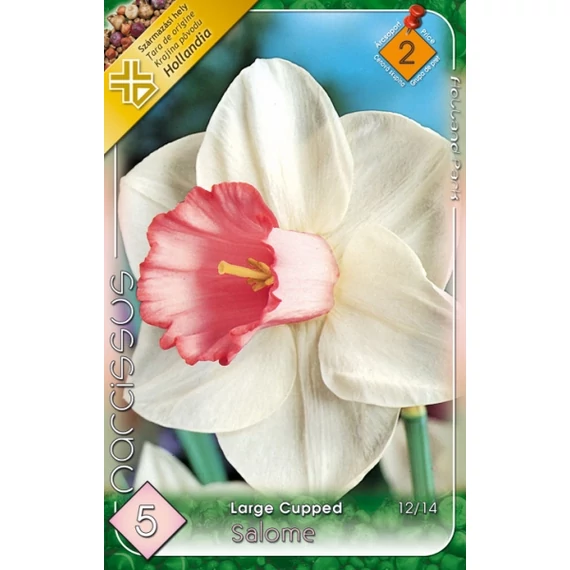 Nárcisz virághagyma 5 db/csom Narcissus Large Cupped Salome 2 -es árcs 