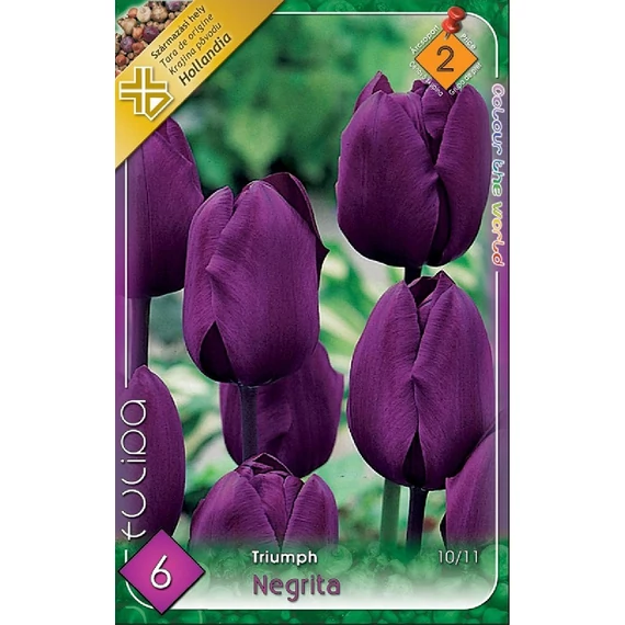 Tulipán virághagyma 6 db/csom Triumph Negrita  2 árcs. 