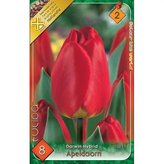 Tulipán virághagyma 8 db/csom Darwin Hybrid Apeldoorn  2 árcs. 