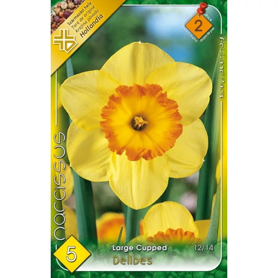 Nárcisz virághagyma 5 db/csom Large Cupped Delibes  2 -es árcs 
