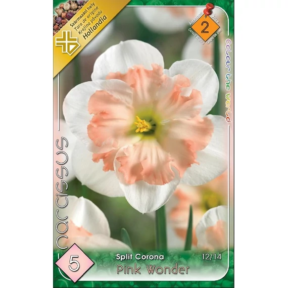 Nárcisz virághagyma 5 db/csom Split Corona Pink Wonder  2 -es árcs 