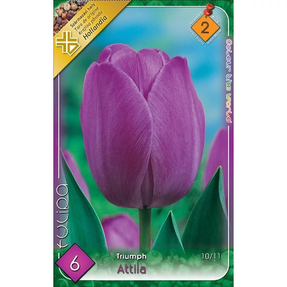 Tulipán virághagyma 6 db/csom Triumph Attila  2 -es árcs 