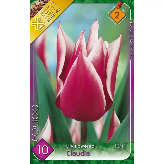 Tulipán virághagyma 10 db/csom Lily Flowered Claudia  2 -es árcs 