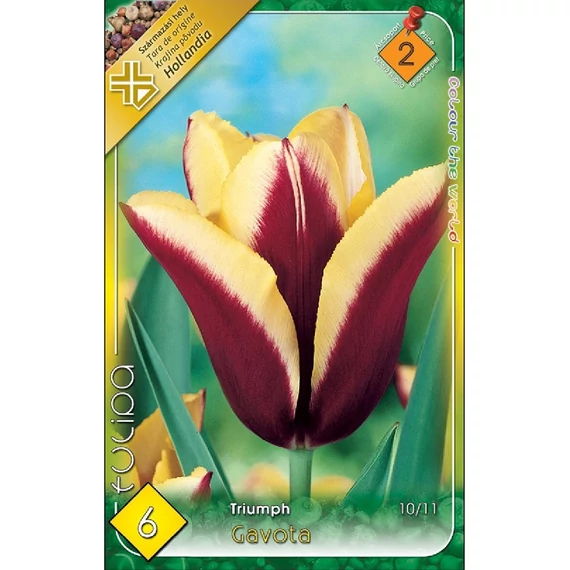 Tulipán virághagyma 6 db/csom Triumph Gavota  2 -es árcs 