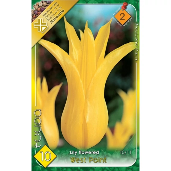 Tulipán virághagyma 6 db/csom Lily Flowered West Point  2 -es árcs 