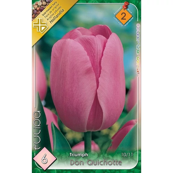 Tulipán virághagyma 6 db/csom Triumph Don Quichotte  2 -es árcs. 