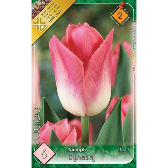 Tulipán virághagyma 6 db/csom Triumph Dynasty  2 -es árcs 