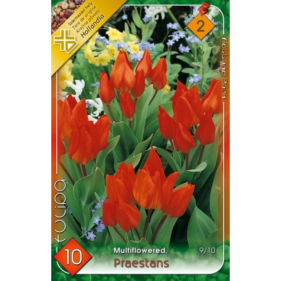 Tulipán virághagyma 10 db/csom Multiflowered Praestans  2 - es árcs. 