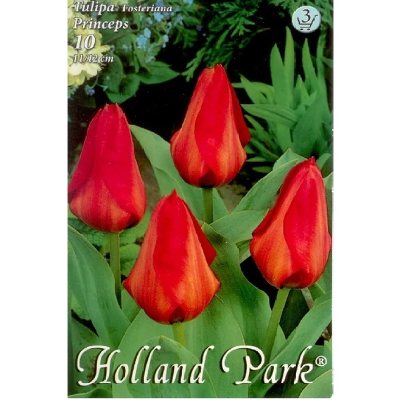 Tulipán virághagyma 10 db/csom Fosteriana Princeps  3 -as árcs. 