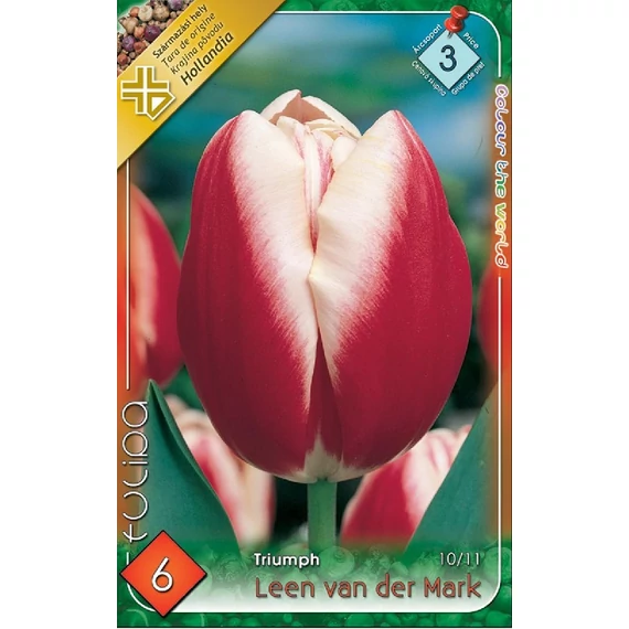 Tulipan virághagyma 6 db/csom Triumph Leen van der Mark  3 -as árcs. 