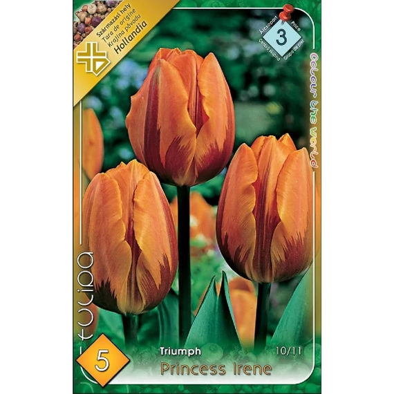 Tulipán virághagyma 5 db/csom Triumph Princess Irene  3 -as árcs. 