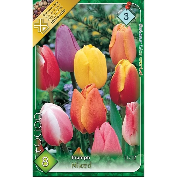 Tulipán virághagyma 8 db/csom Triumph Mixed  3 -as árcs. 