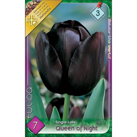 Tulipán virághagyma 7 db/csom Single Late Queen of Night 3 -as árcs. 