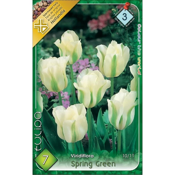 Tulipán virághagyma 7 db/csom Viridiflora Spring Green  3 -as árcs. 